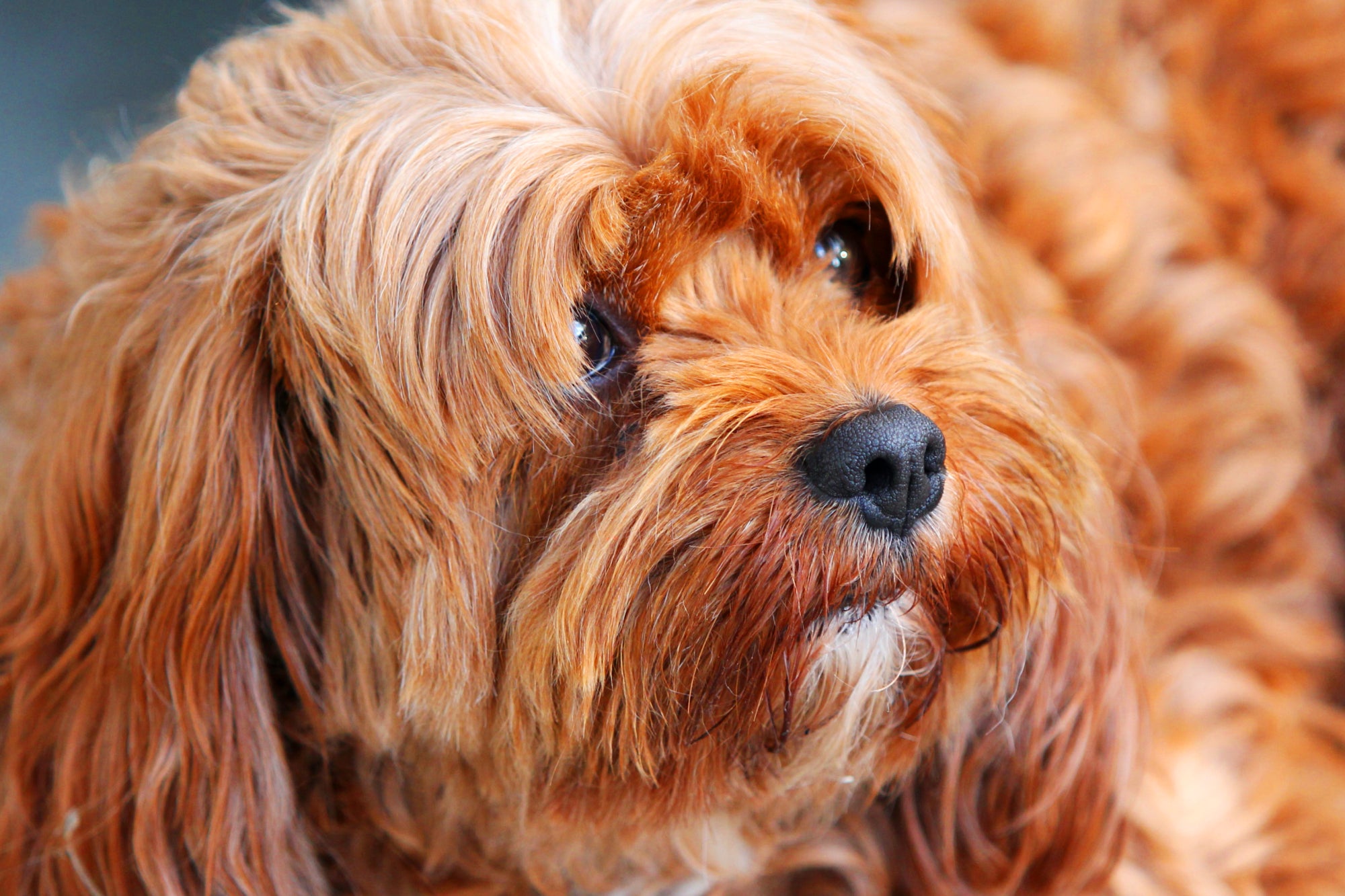 A little dog with messy hair