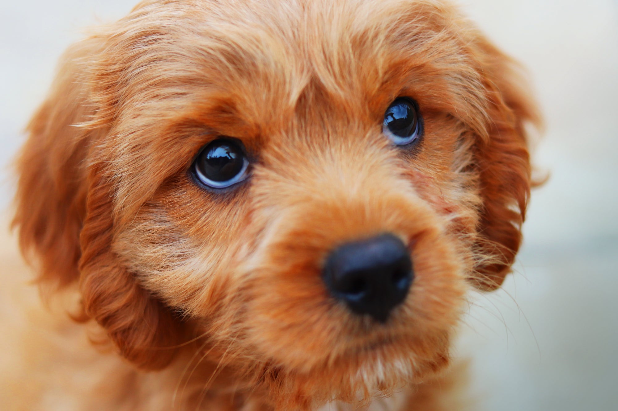 A little groomed dog with clean hair