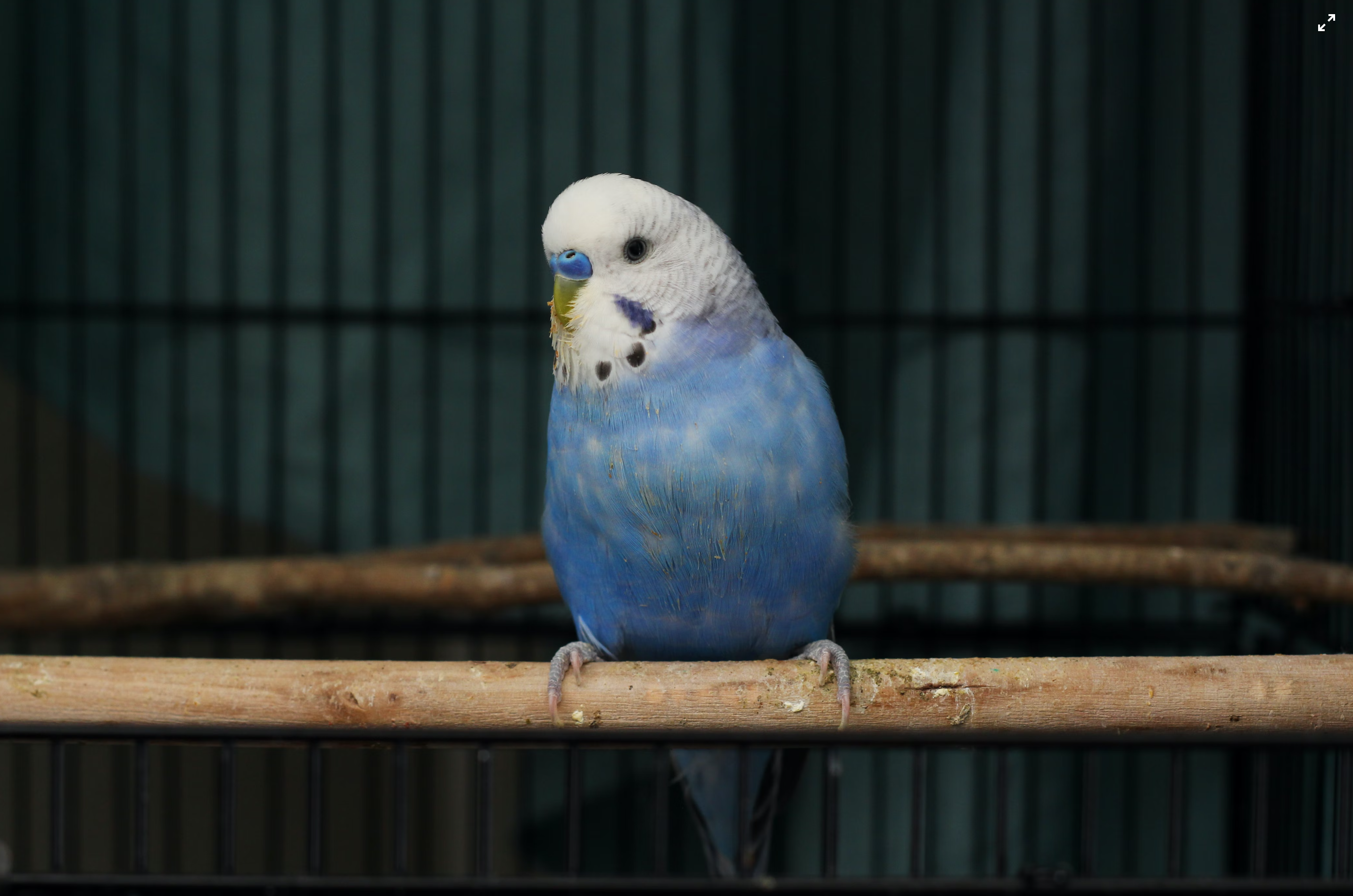 A white and blue parrot in a cage