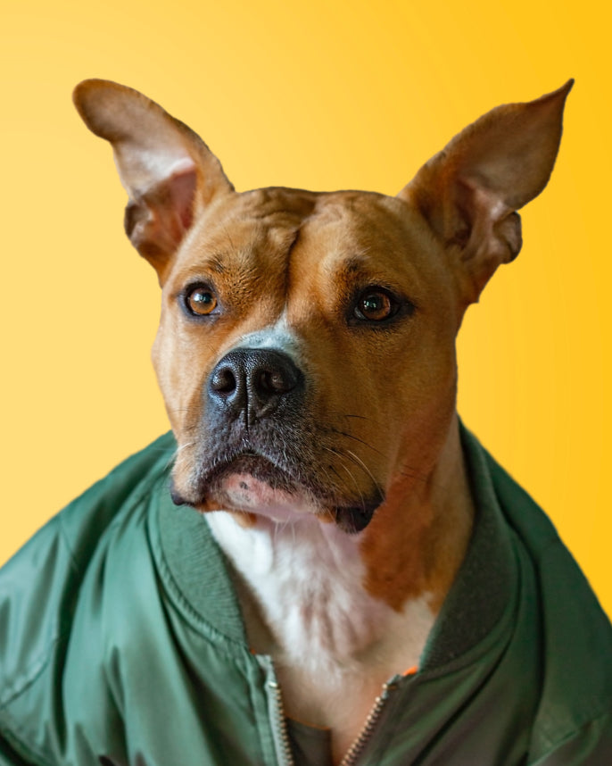 A brown dog wearing a green coat