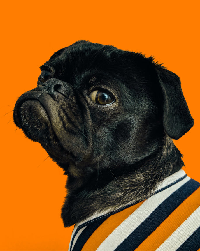 A black dog wearing a blue and orange striped sweater
