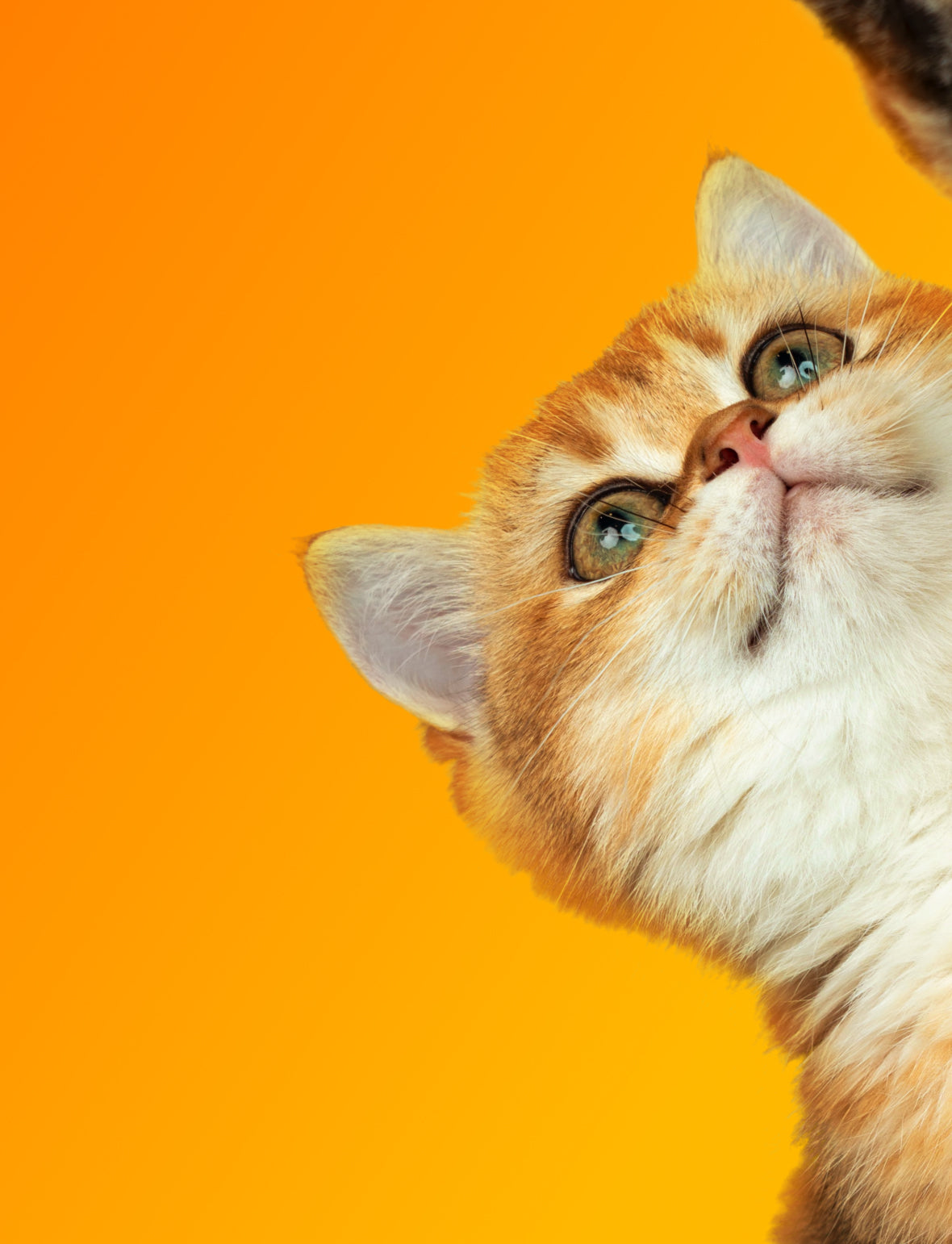 A cat playing with a toy with feathers