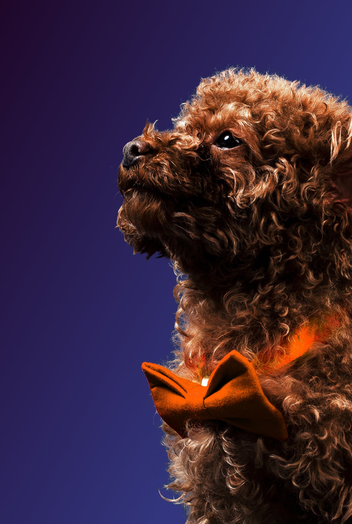 A cute brown dog that is proud of its orange bow tie