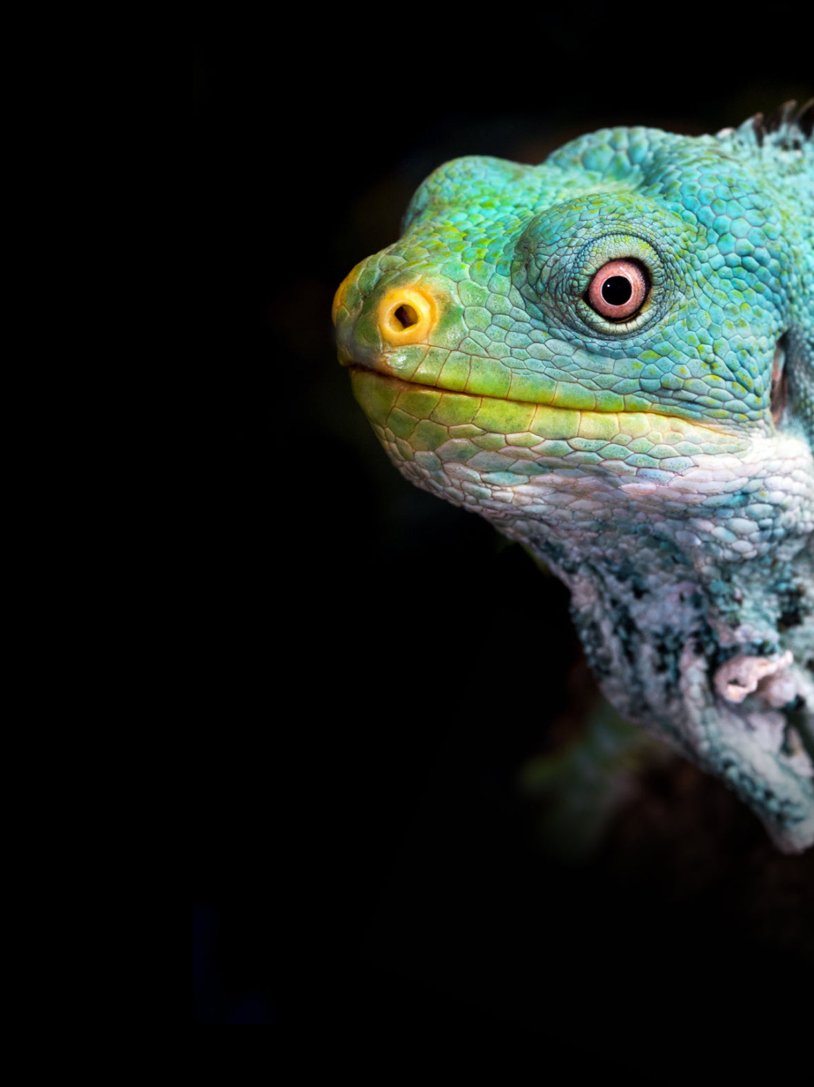 A colorful lizard on a black background