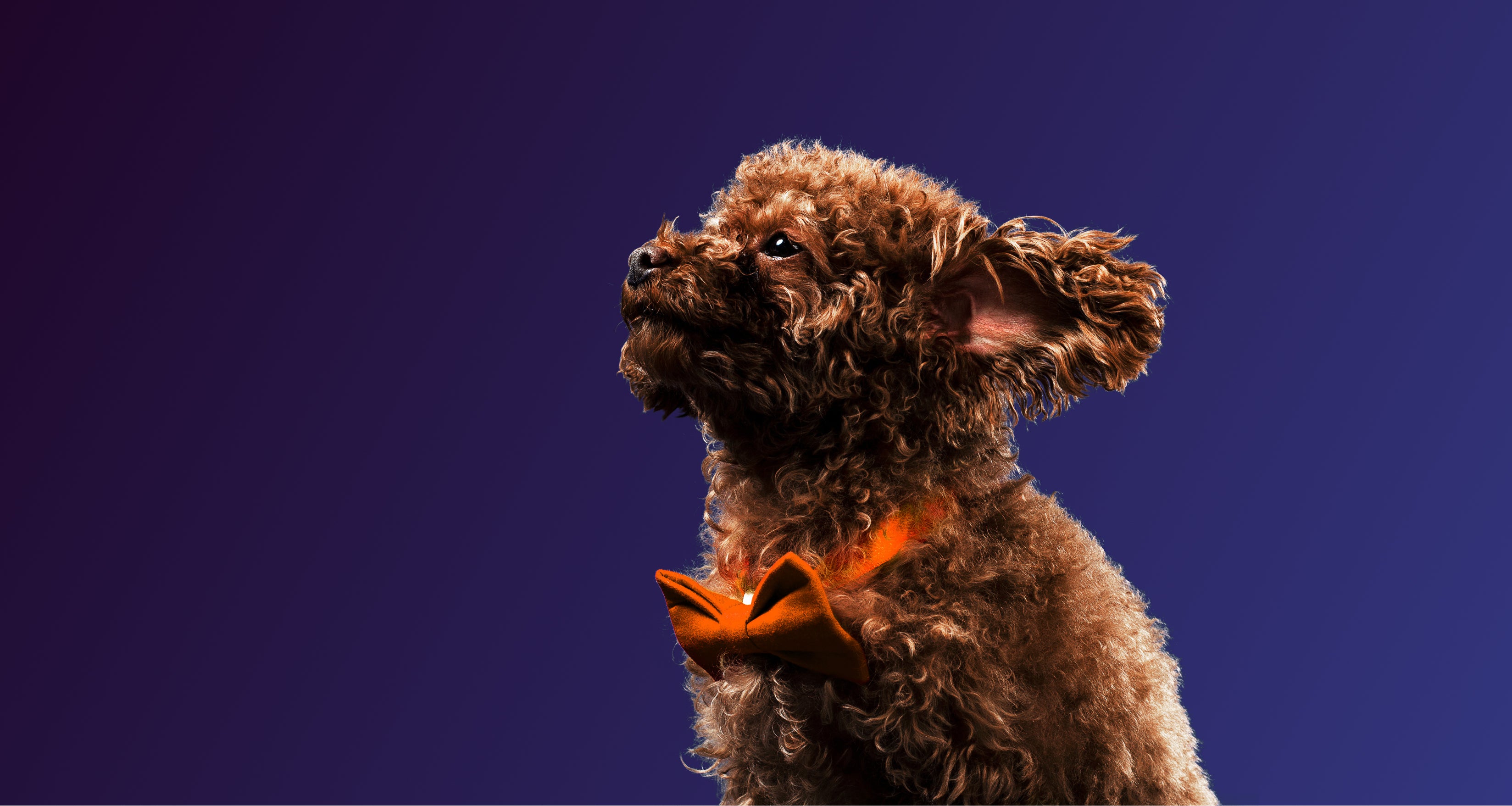 A cute brown dog that is proud of its orange bow tie