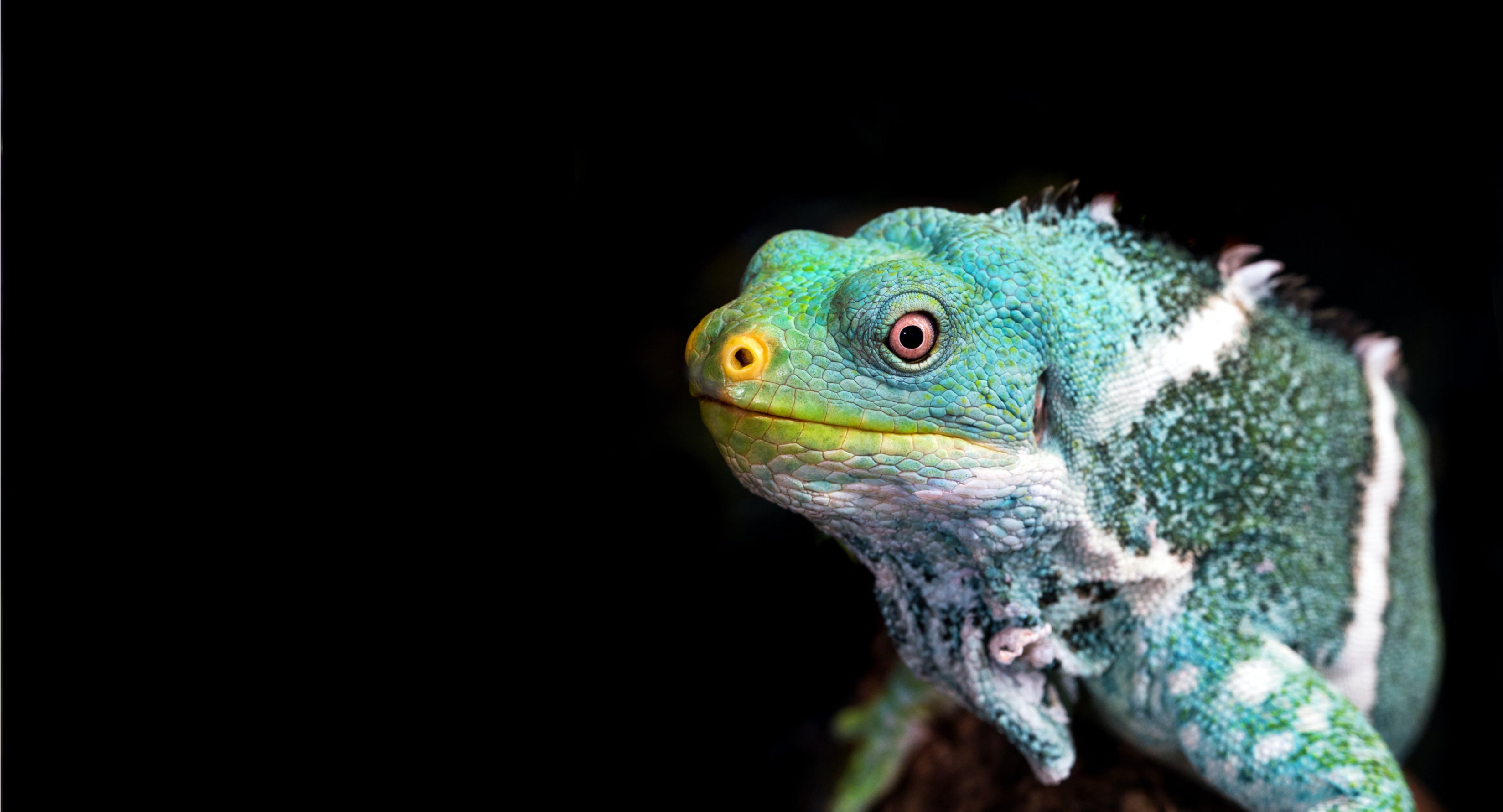 A colorful lizard on a black background