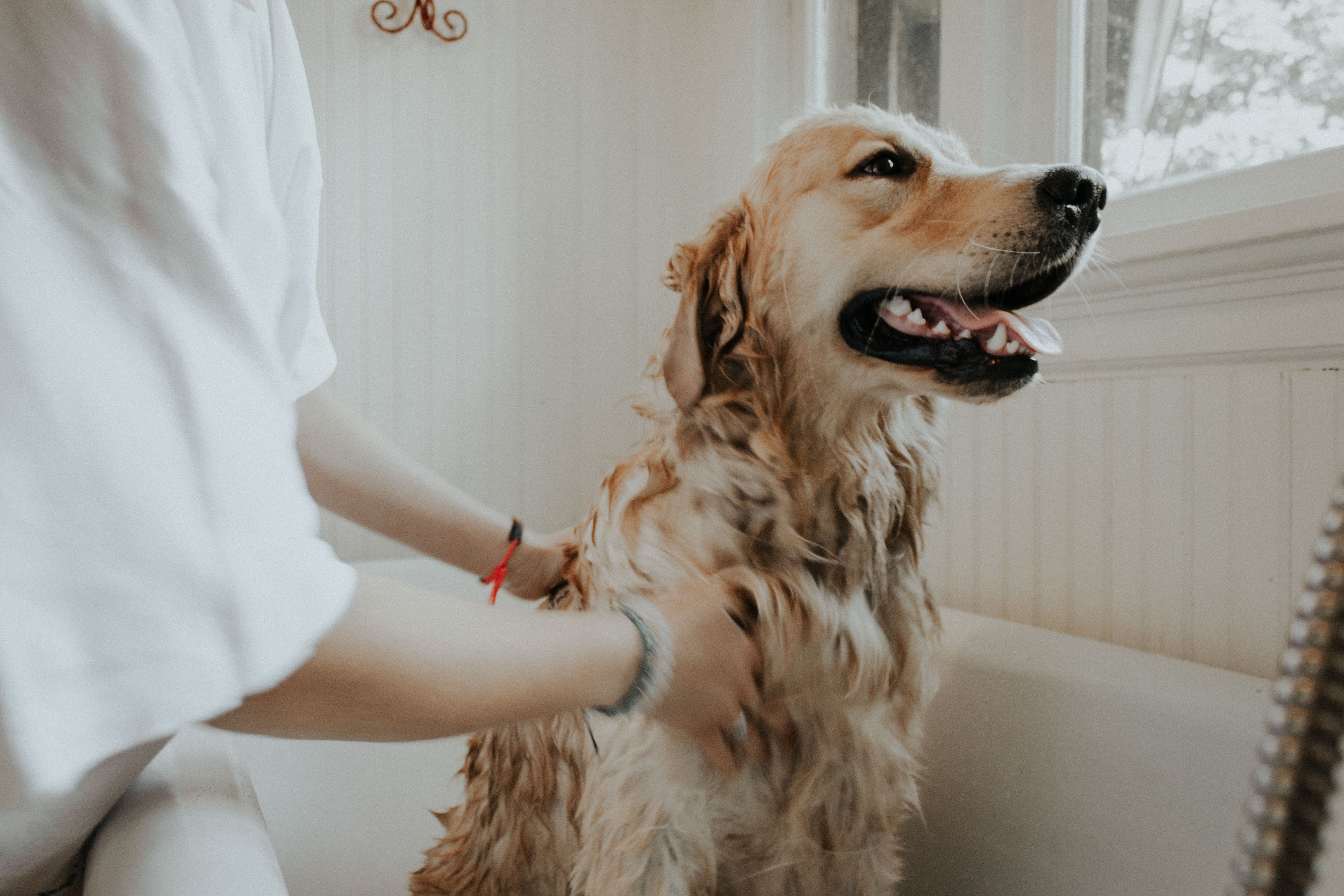 A woman washing a dog in a bath