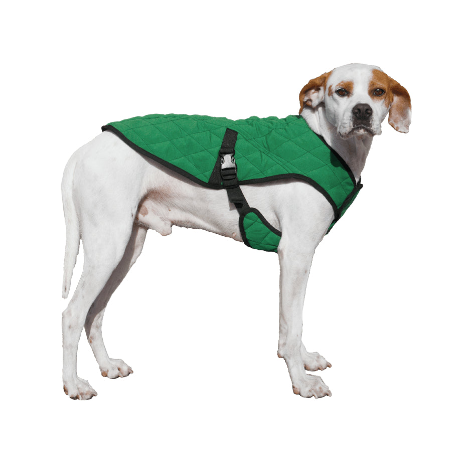 A white dog wearing a green parka