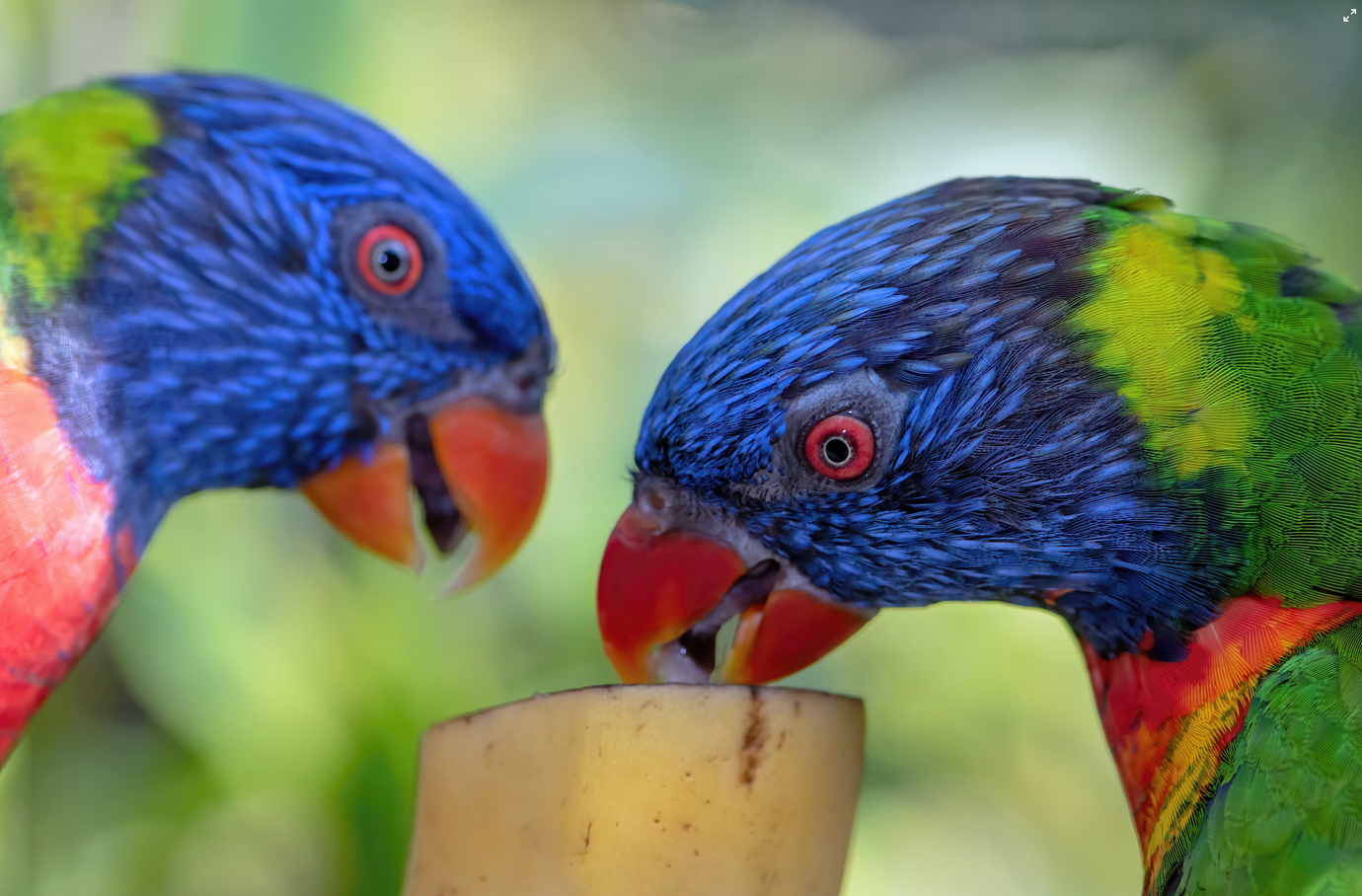Two colourful birds eating a banana together