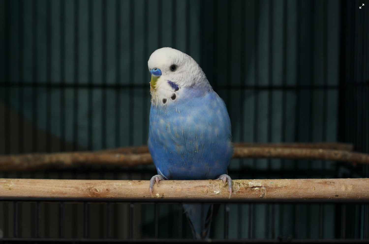 A white and blue parrot in a cage