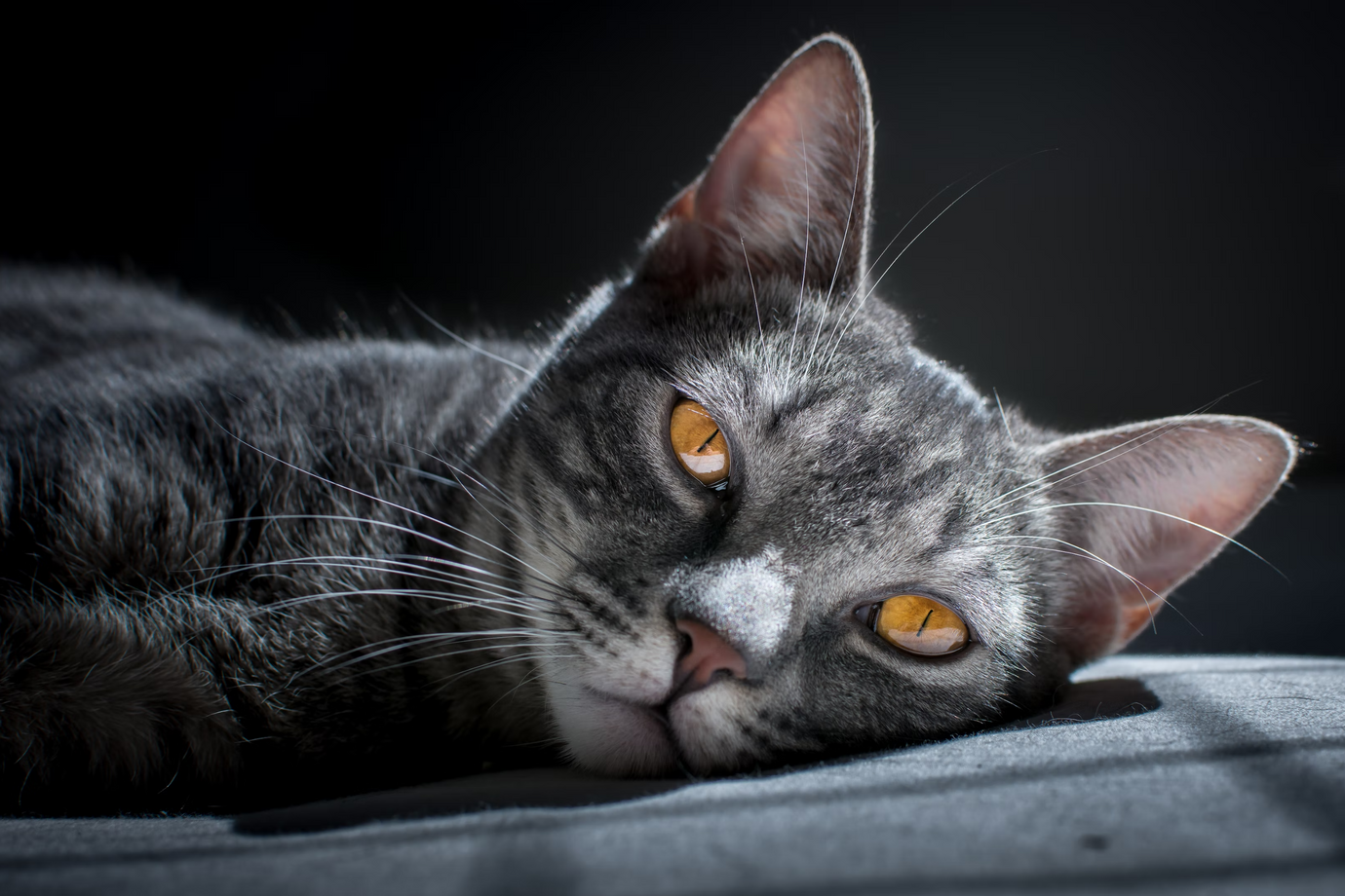 A grey cat laying on a bed