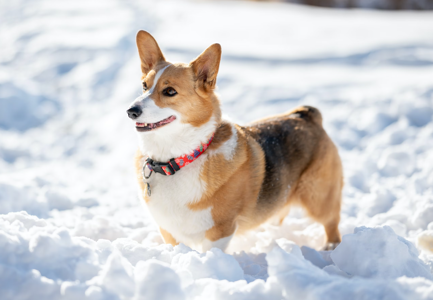 Happy little dog walking in the snow during winter
