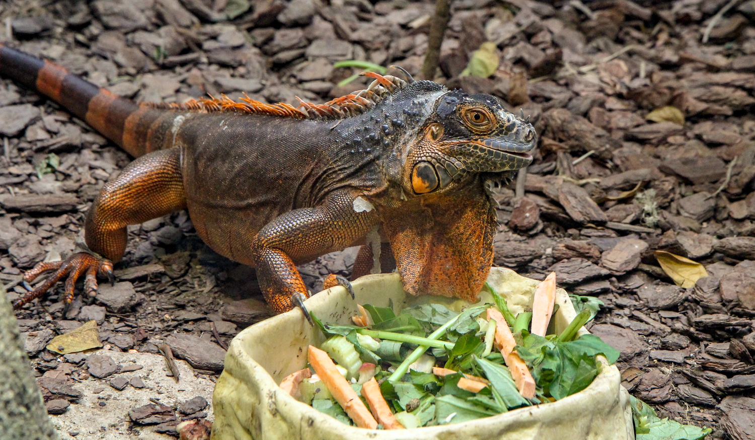 A brown and orange iguana eating vegetables
