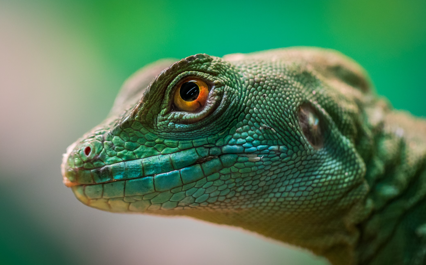 The head of a green lizard with bright orange eyes