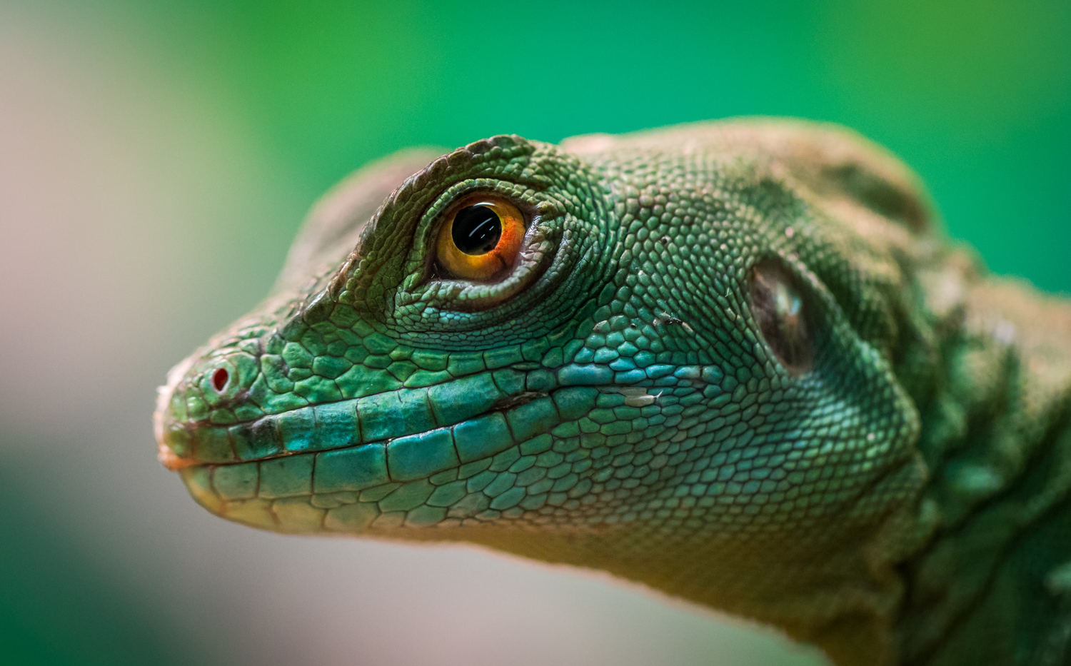 The head of a green lizard with bright orange eyes