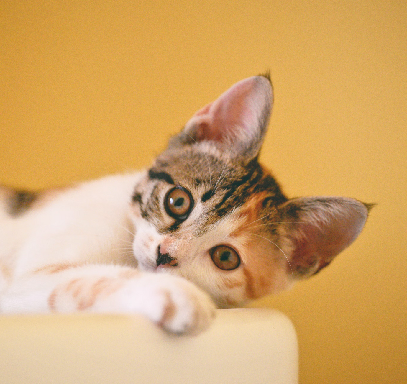 Close up of a small cat with white and light brown fur 