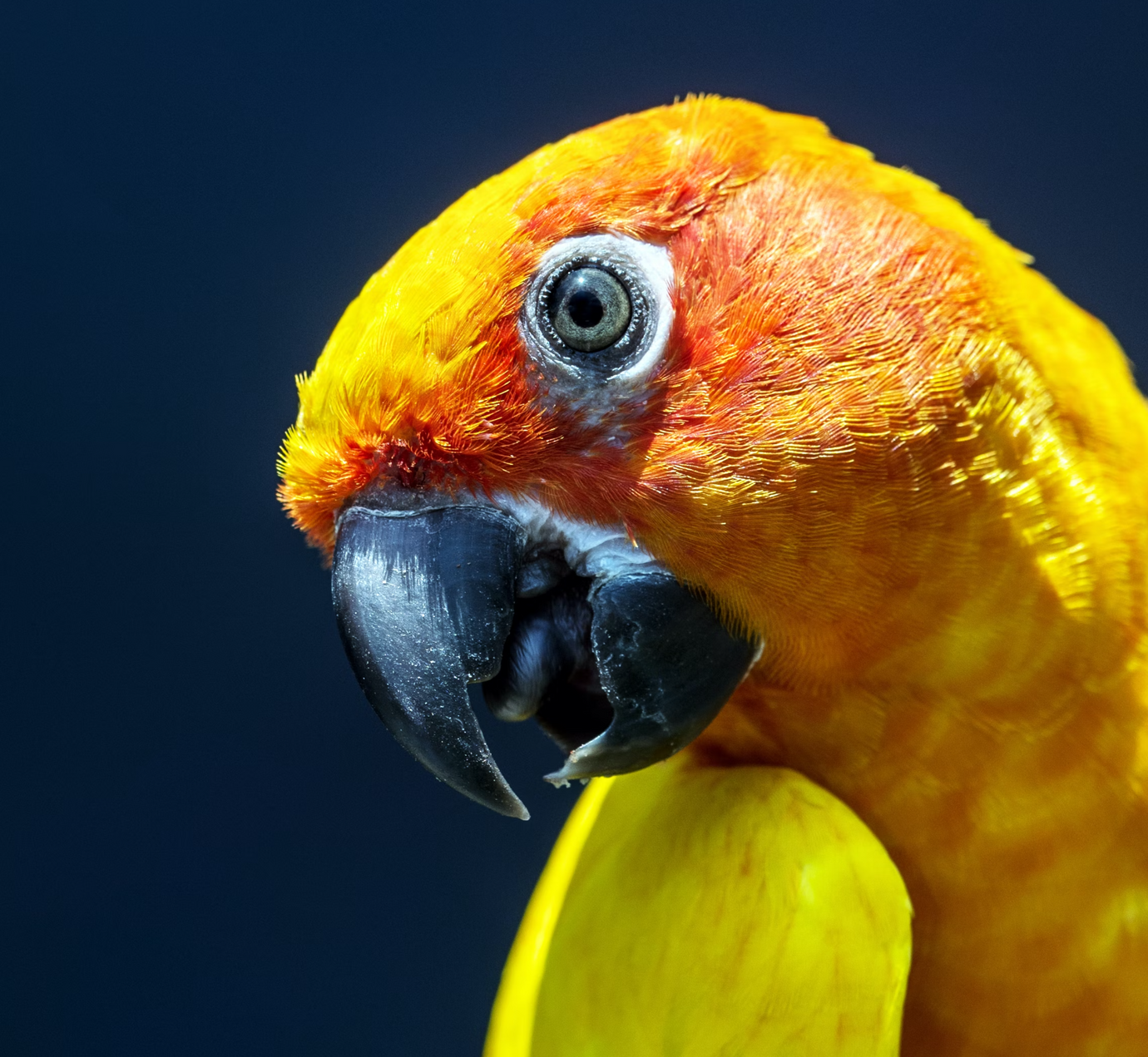 Close up of a yellow and orange parrot