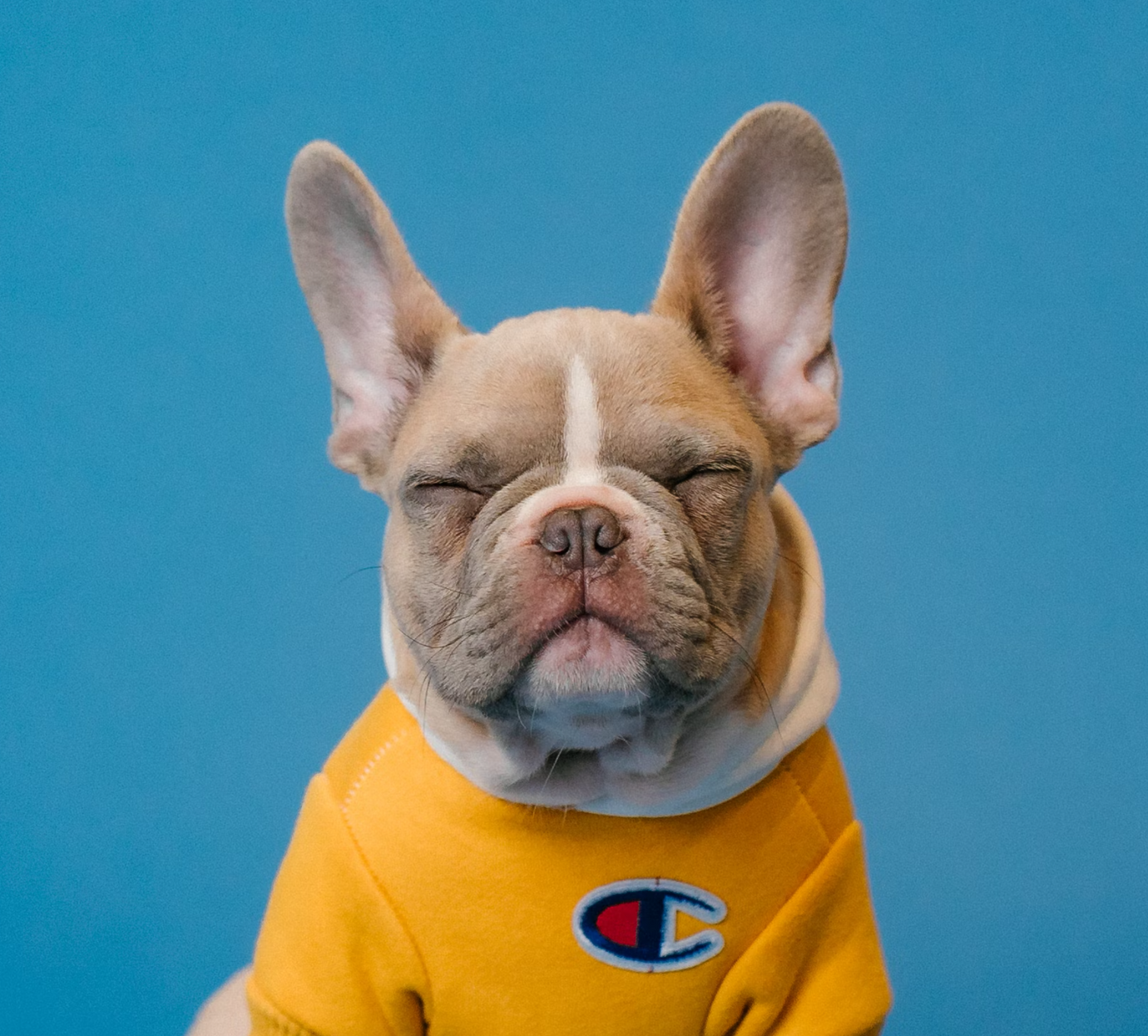 A happy small dog wearing a yellow shirt