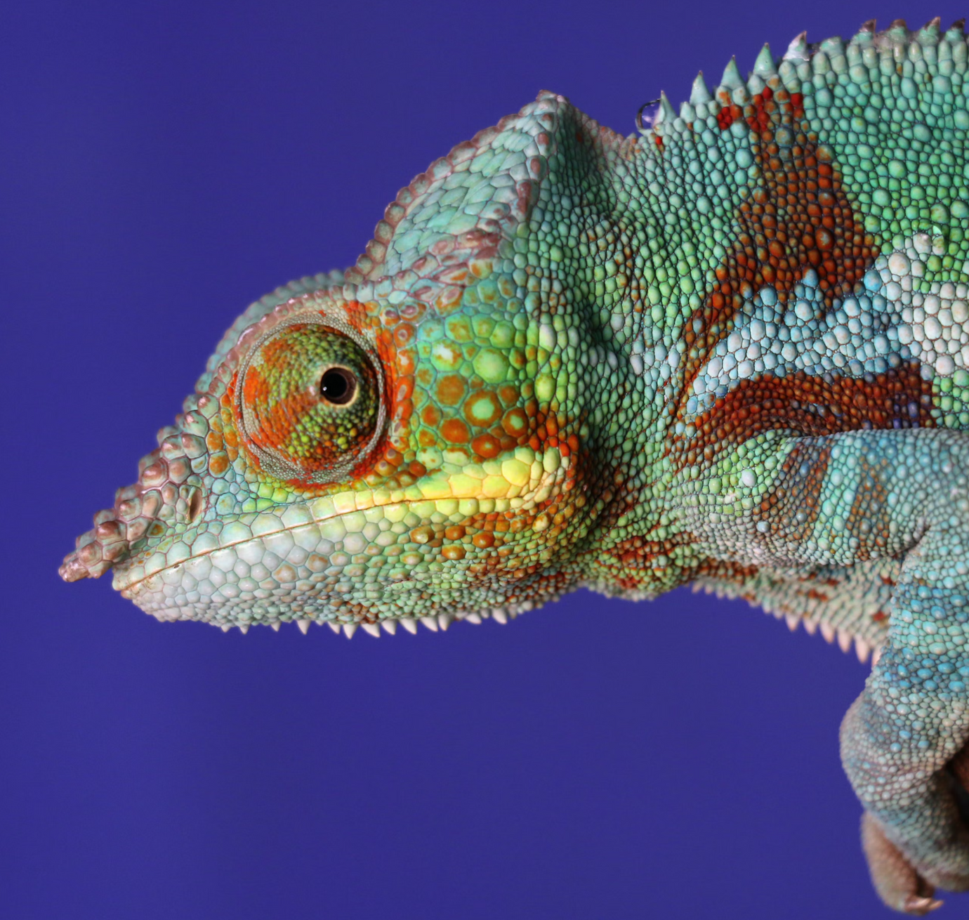 Close up of a colourful chameleon