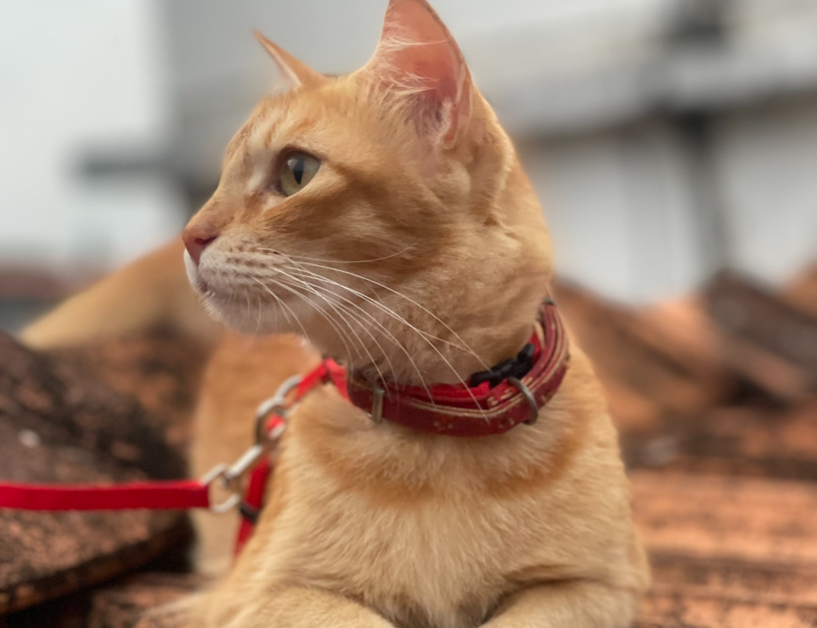 A brown cat wearing a red collar and leash