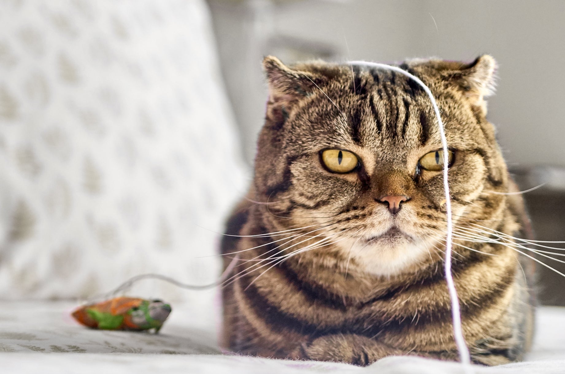 A bored cat that is not playing with its toys