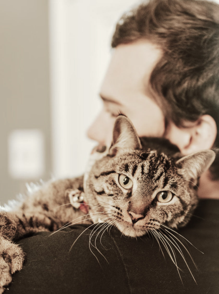 A cat in the arms of its owner