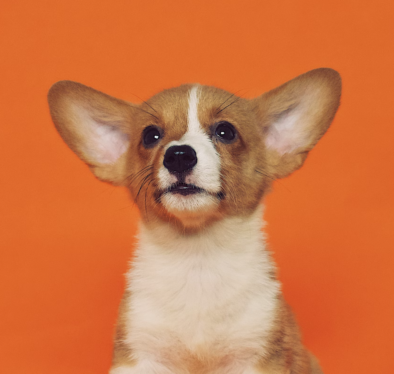 Cute little brown and white puppy
