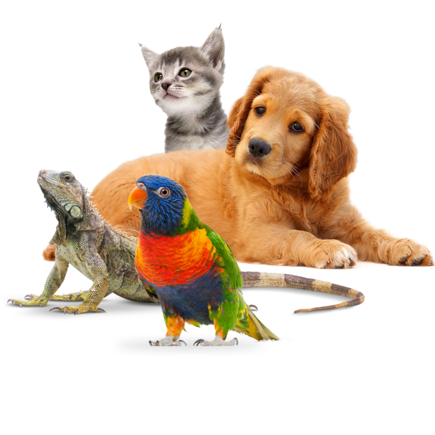 A dog, cat, bird and lizard together laying on the ground