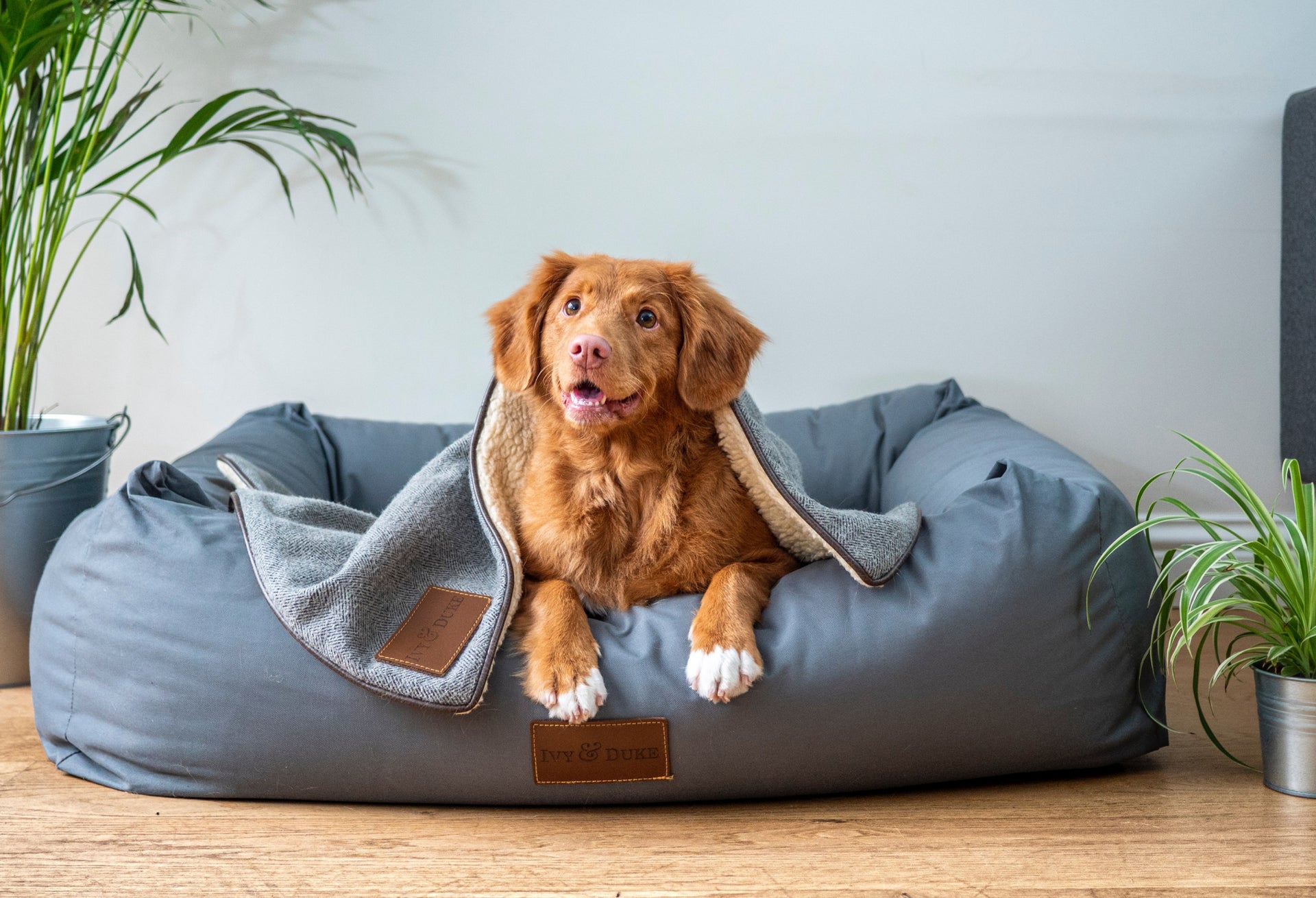 A brown dog laying on a comfortable pillow with a blanket