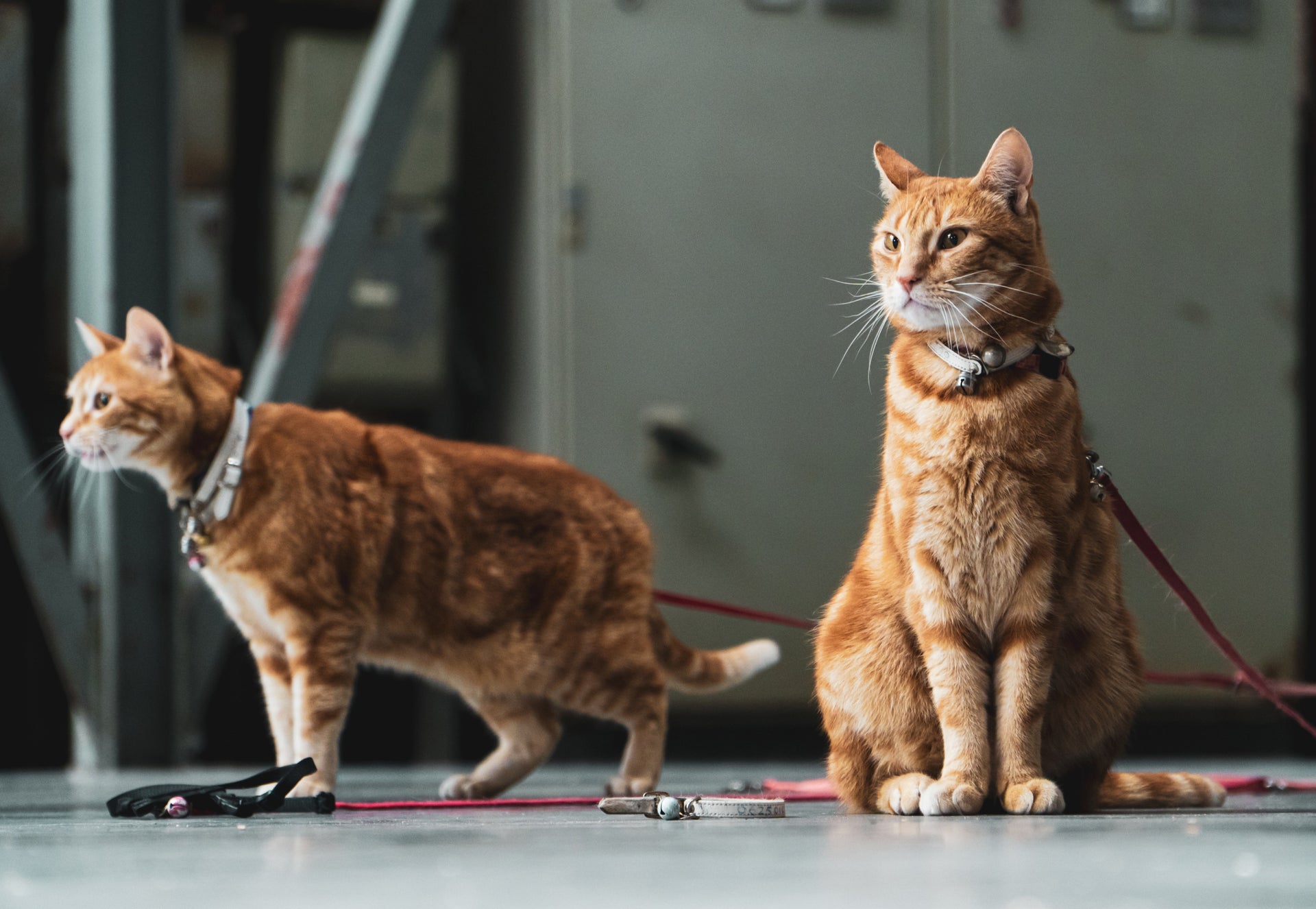 Two brown cats with white collars and pink leashes