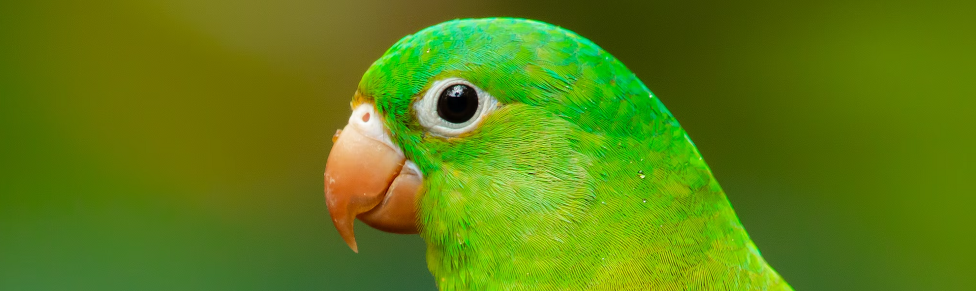 A close up of a green parrot's head