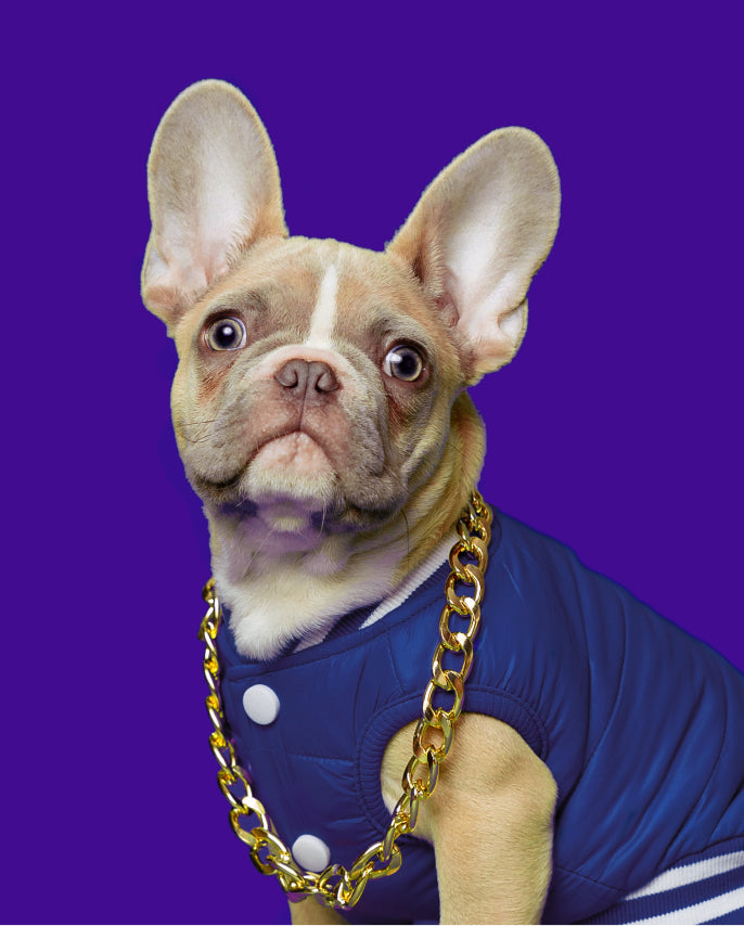 A puppy wearing a blue coat and a gold chain