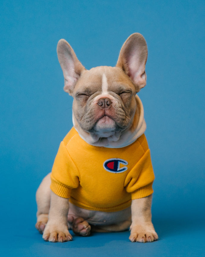 A puppy wearing a yellow sweater