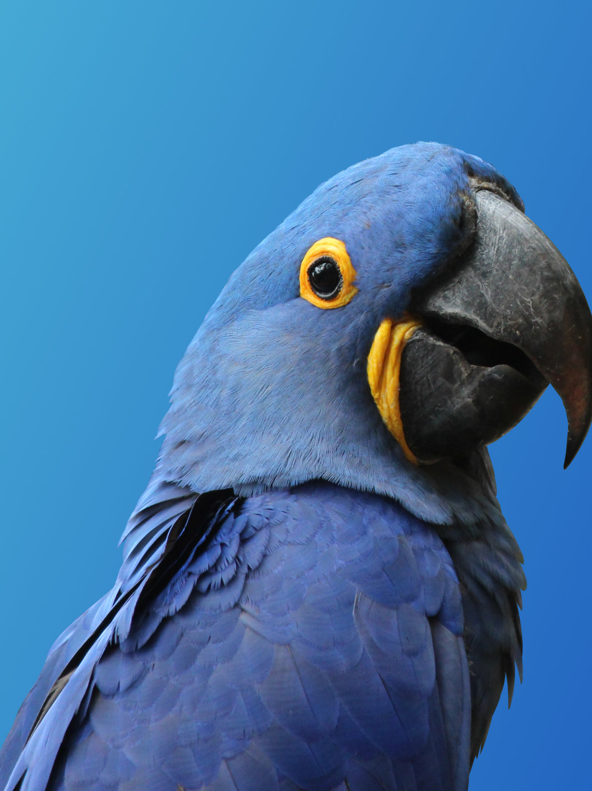 A bright blue and yellow parrot on a blue background