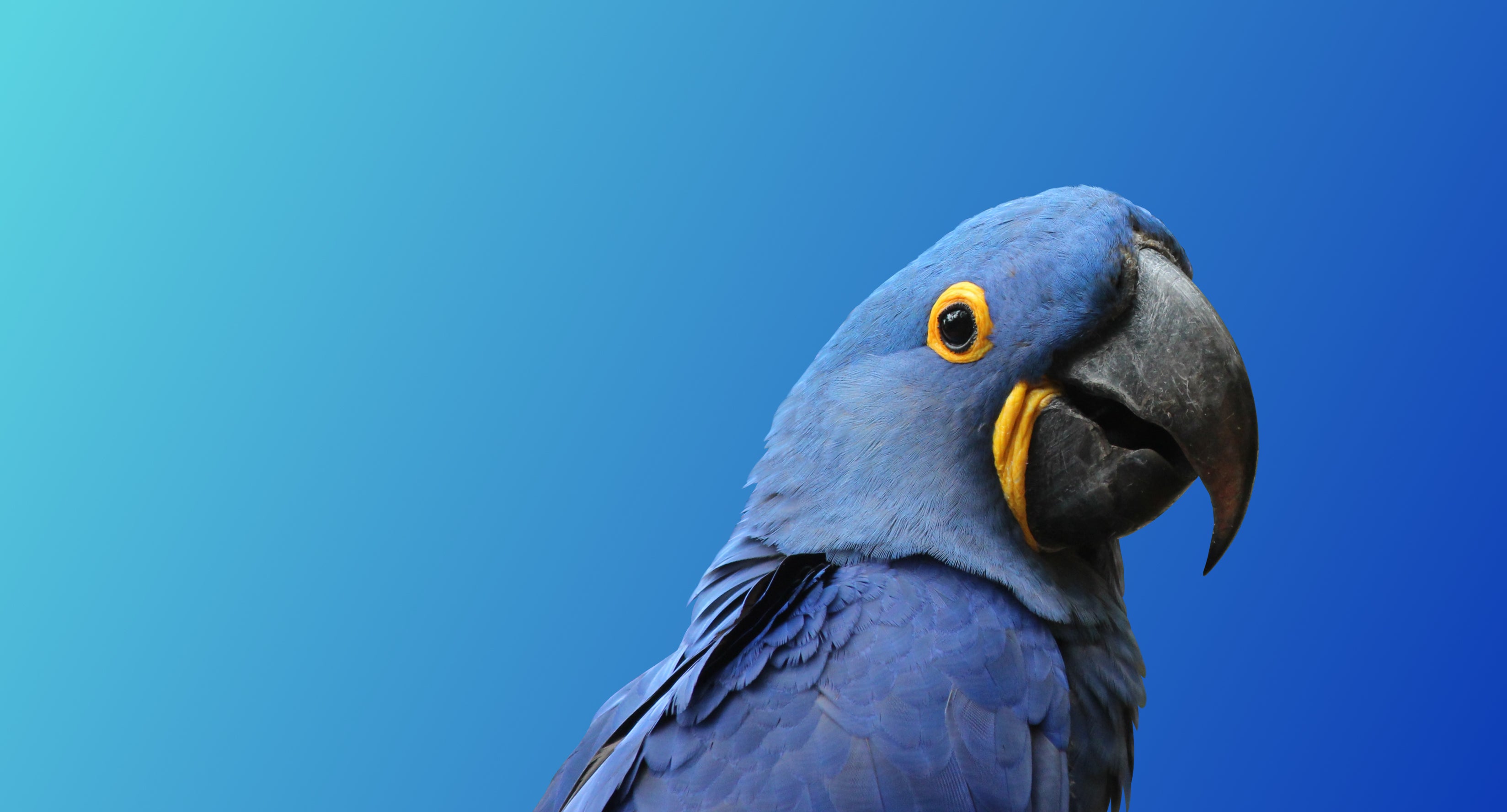 A bright blue and yellow parrot on a blue background