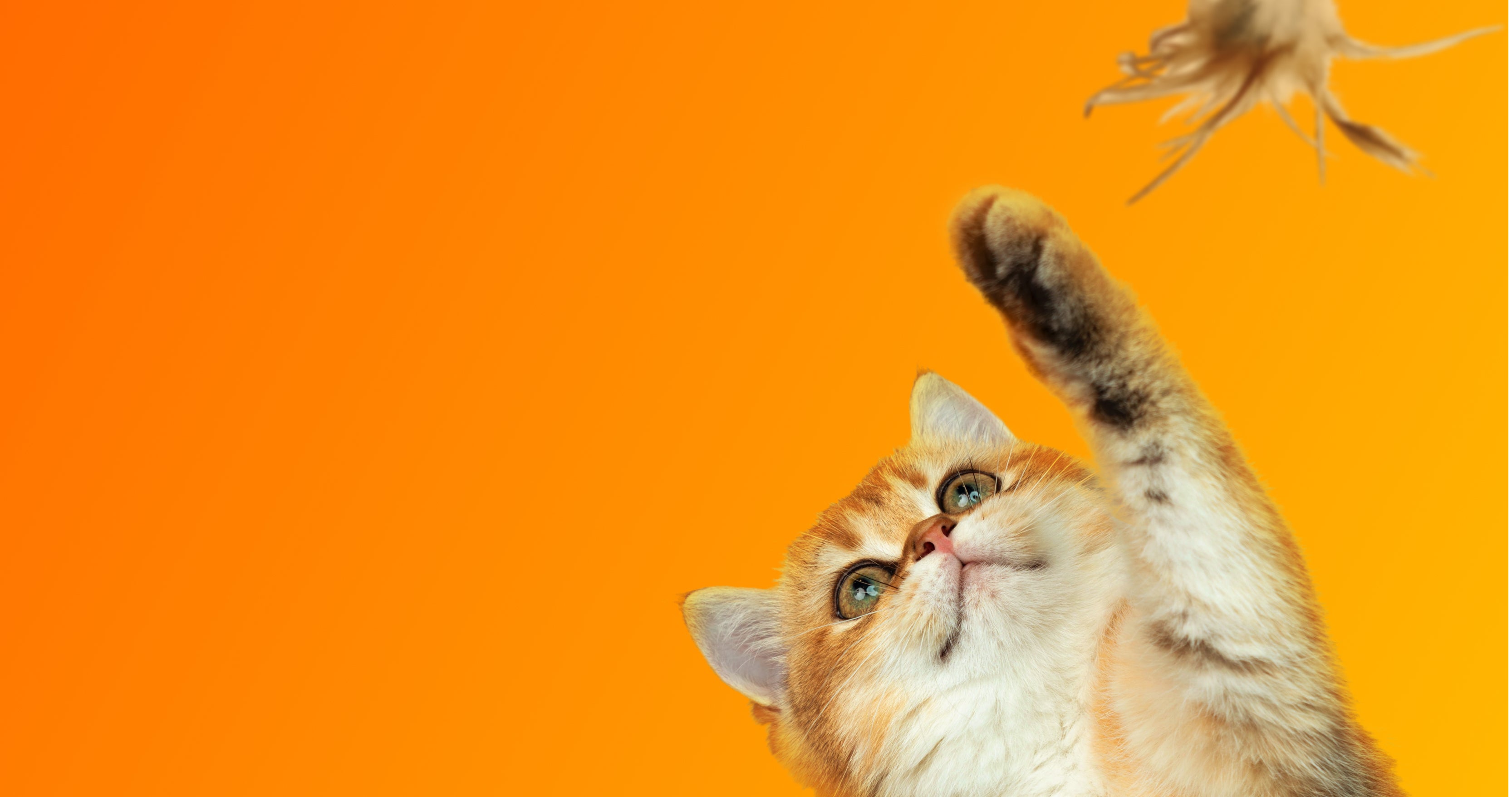 A cat playing with a toy with feathers