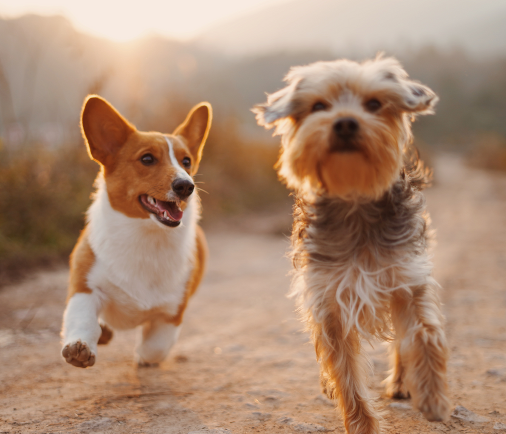 Two very happy little puppies running outside together at sunset