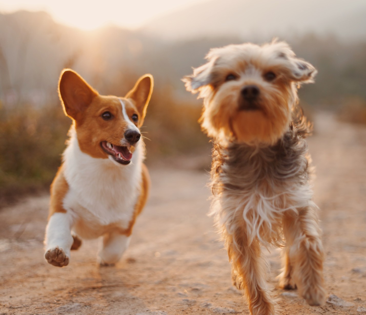 Two very happy little puppies running outside together at sunset
