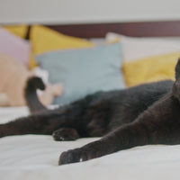 A black cat playing with a refillable catnip toy