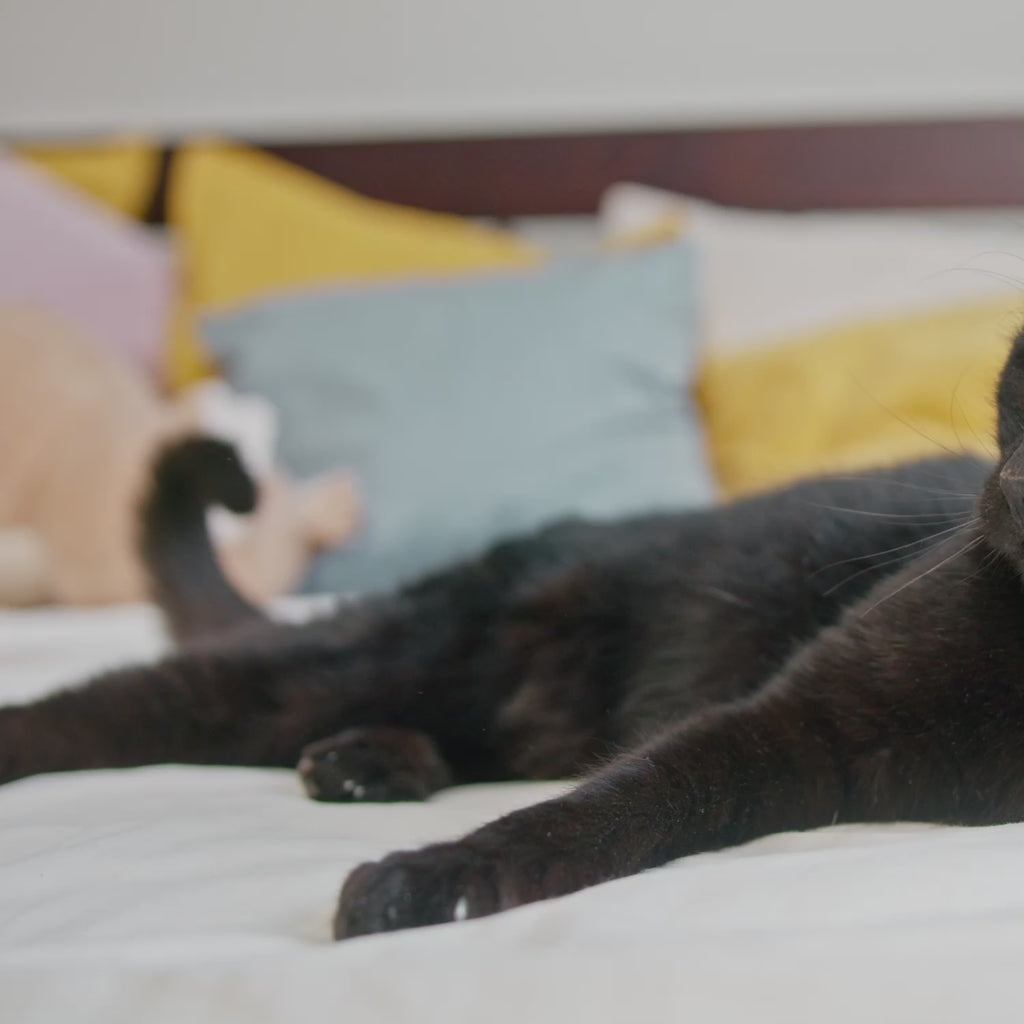 A black cat playing with a refillable catnip toy