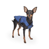 A little dog wearing a reflective blue coat