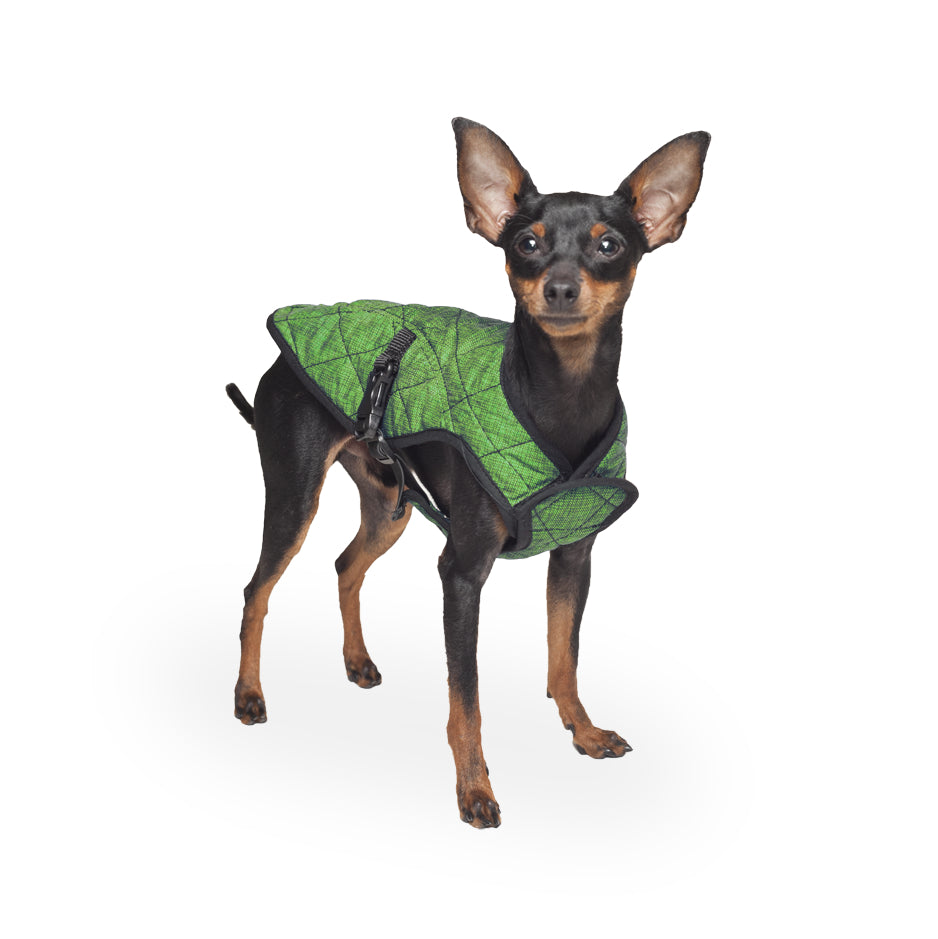 A little dog wearing a reflective green coat