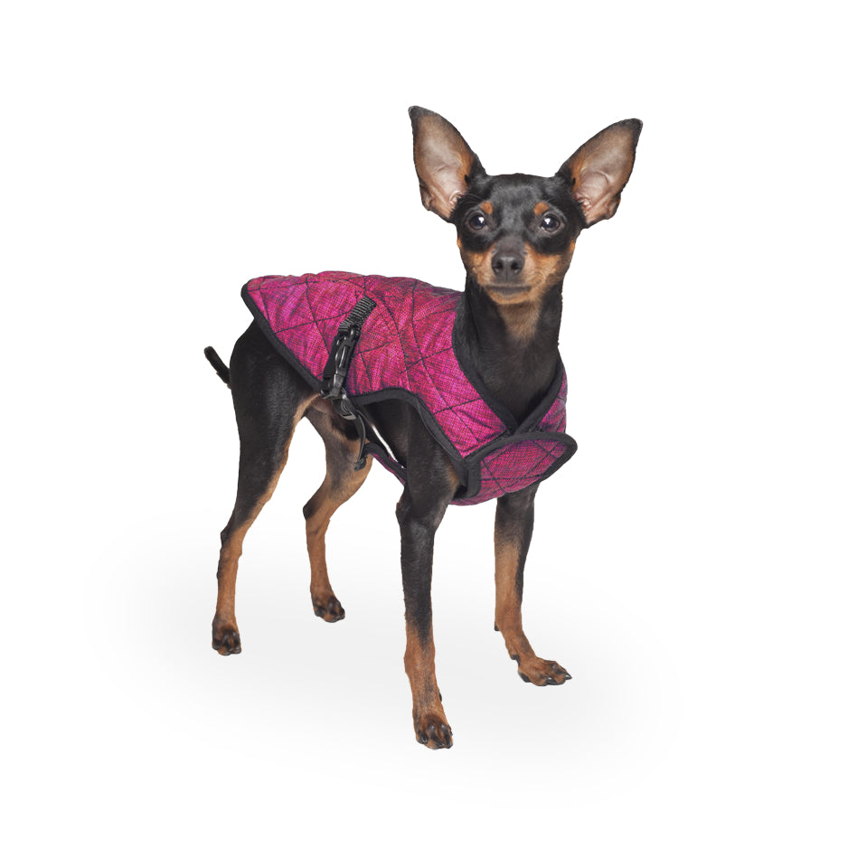 A little dog wearing a reflective pink coat