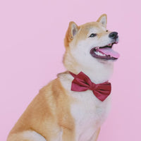 A happy dog wearing a red bow tie