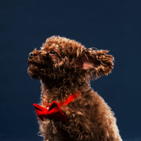A cute little puppy wearing a red bow tie