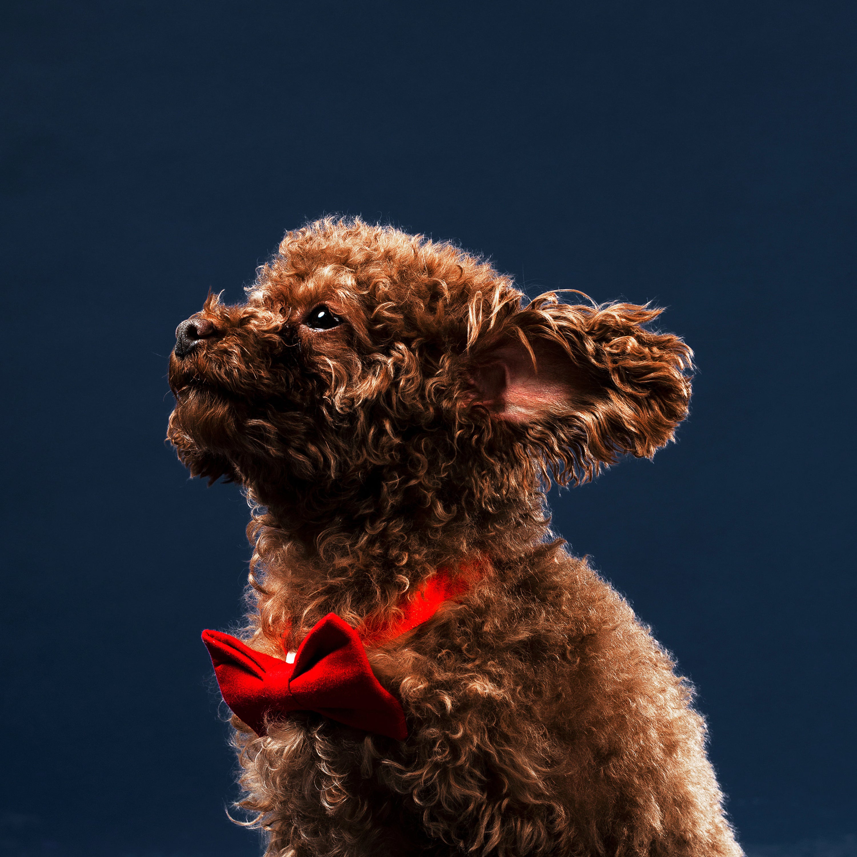 A cute little puppy wearing a red bow tie