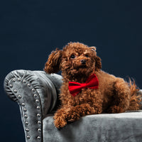 A cute little puppy wearing a red bow tie, sitting on a couch