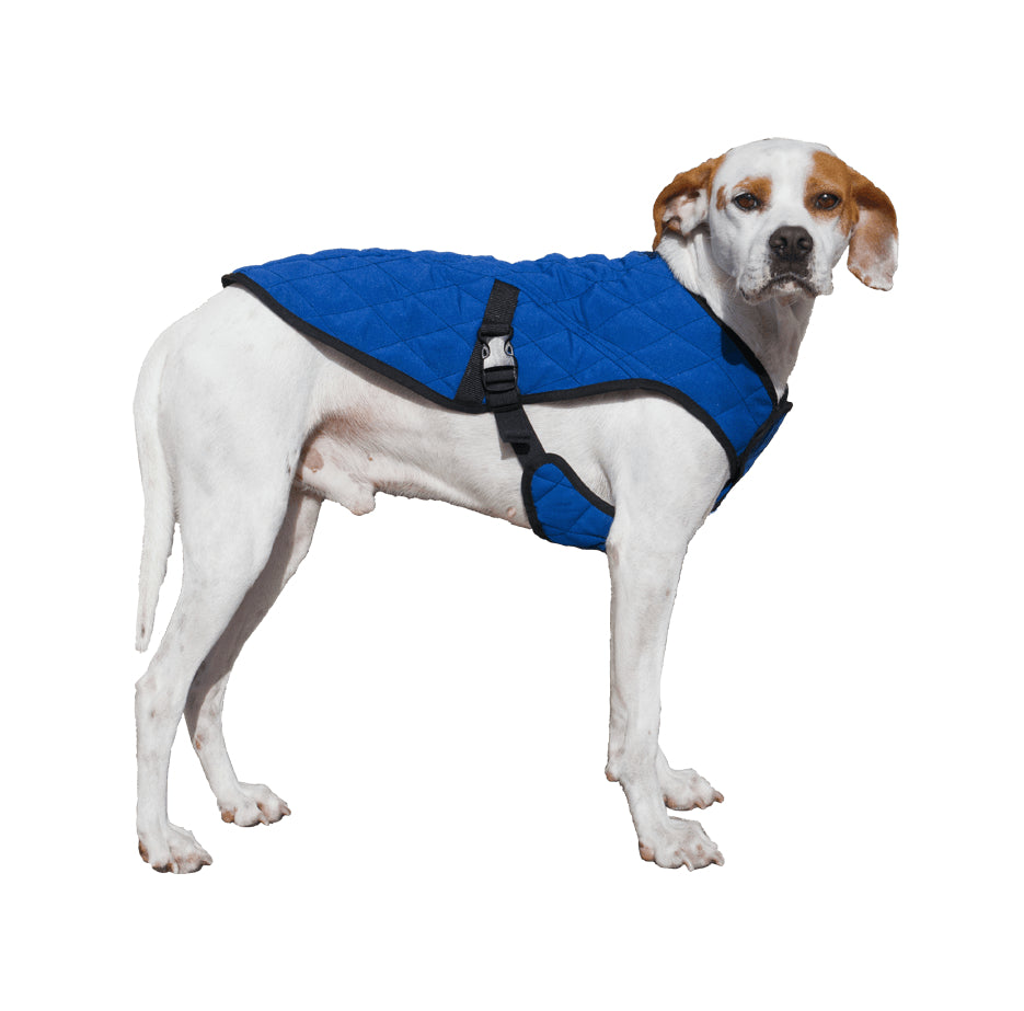 A white dog wearing a blue parka