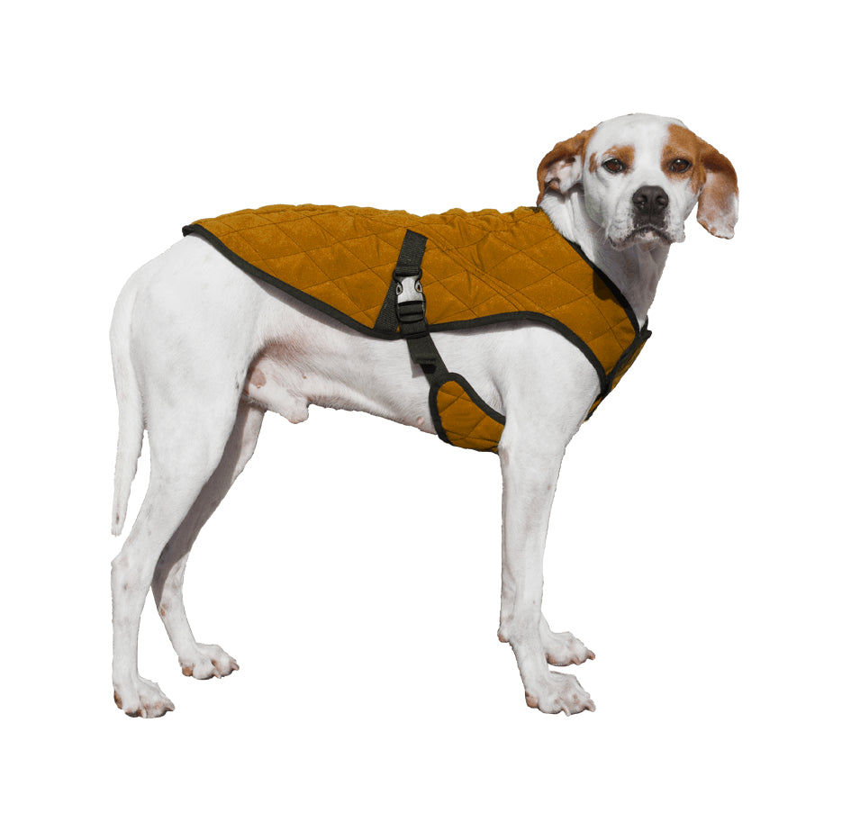 A white dog wearing a brown parka