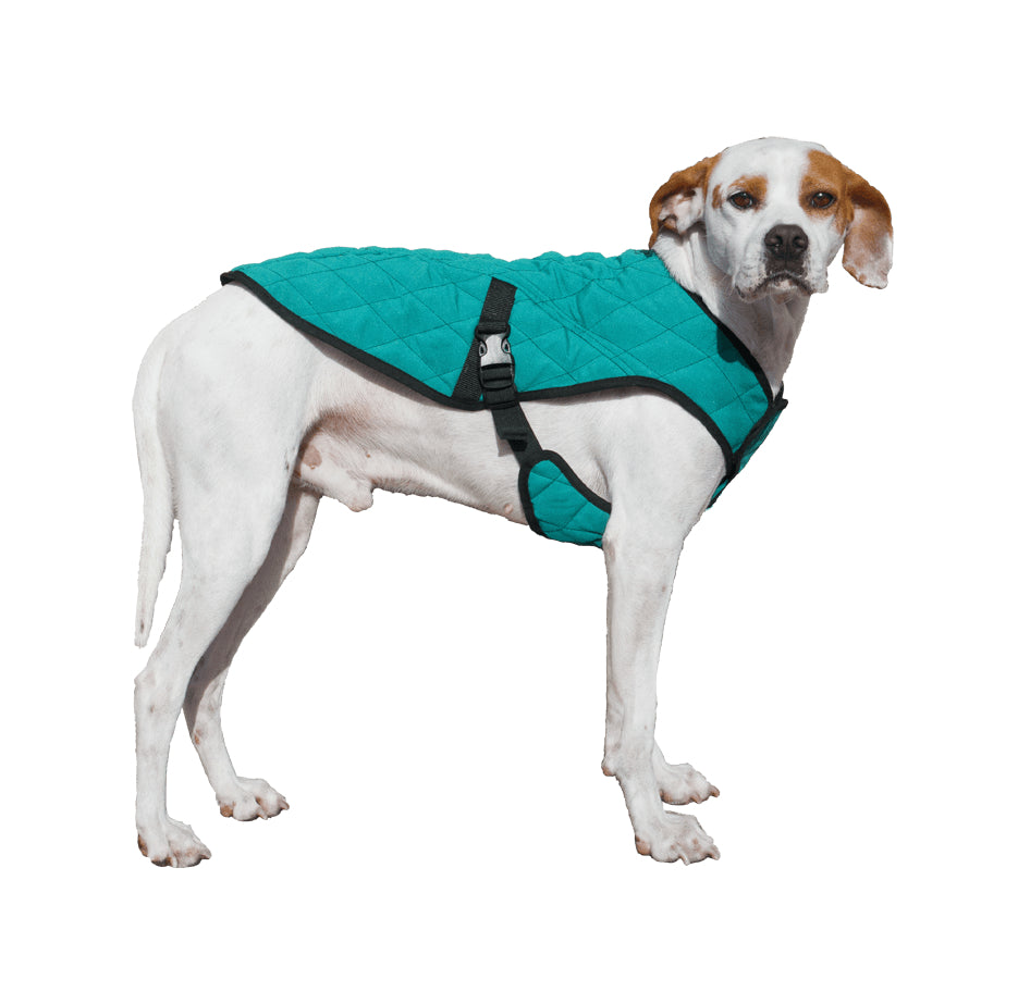 A white dog wearing a teal parka